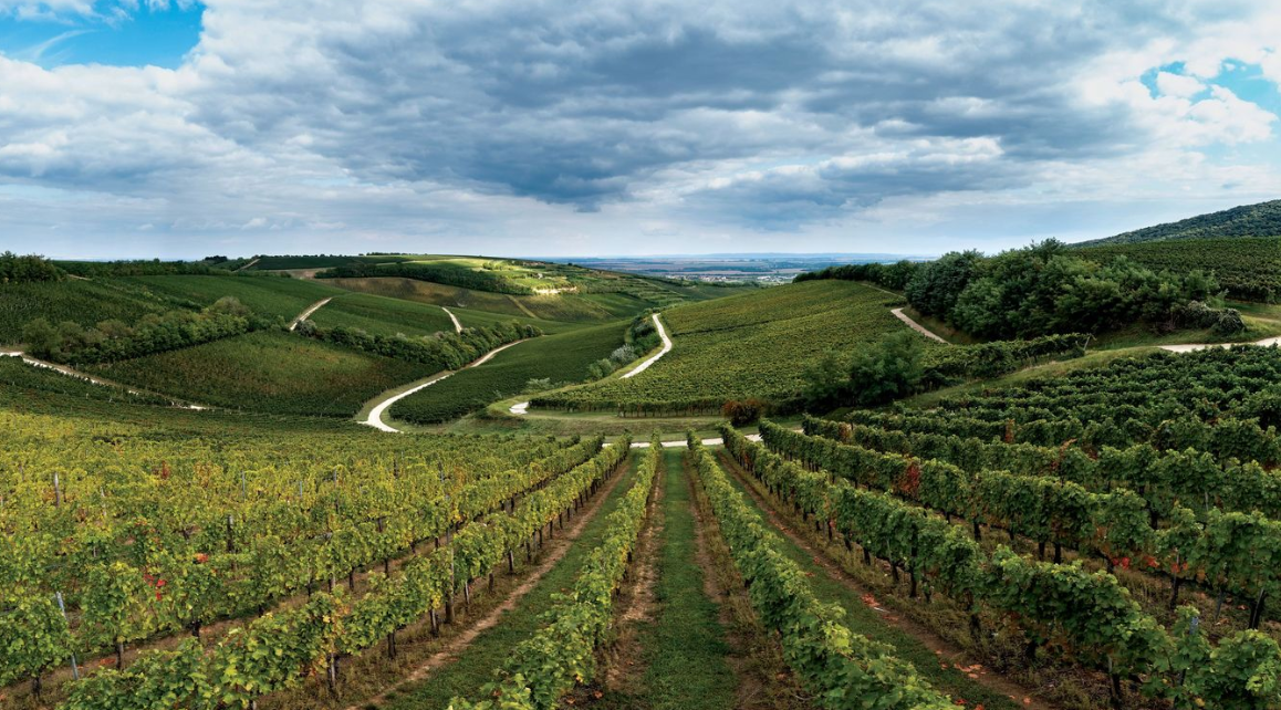 Válságos helyzetbe került a magyar borászat