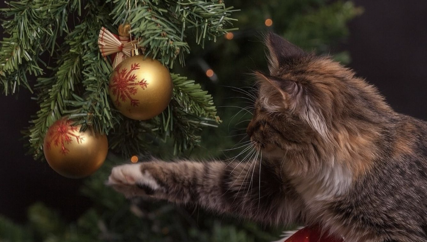 „Ne kerüljön élő állat a karácsonyfa alá!” – figyelmeztet a kormánybiztos